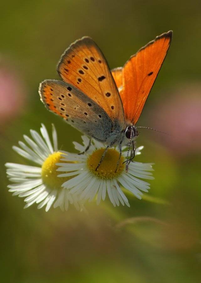 червонец, непарный, самец, Чепленко Алексей
