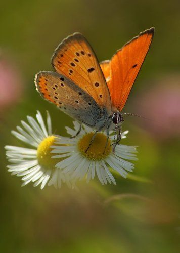 Червонец непарный