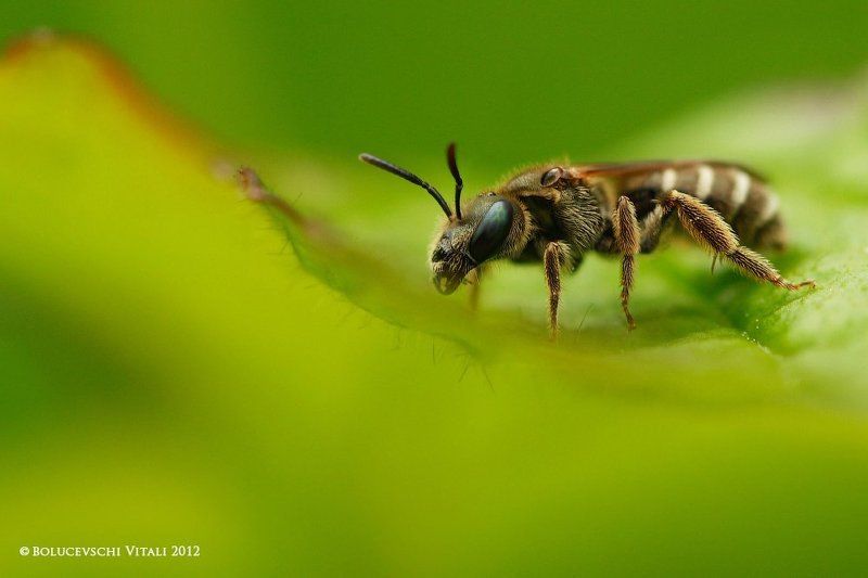 молдова, макро, природа, фотограф, bolucevschi Уставшая пчёлка фото превью