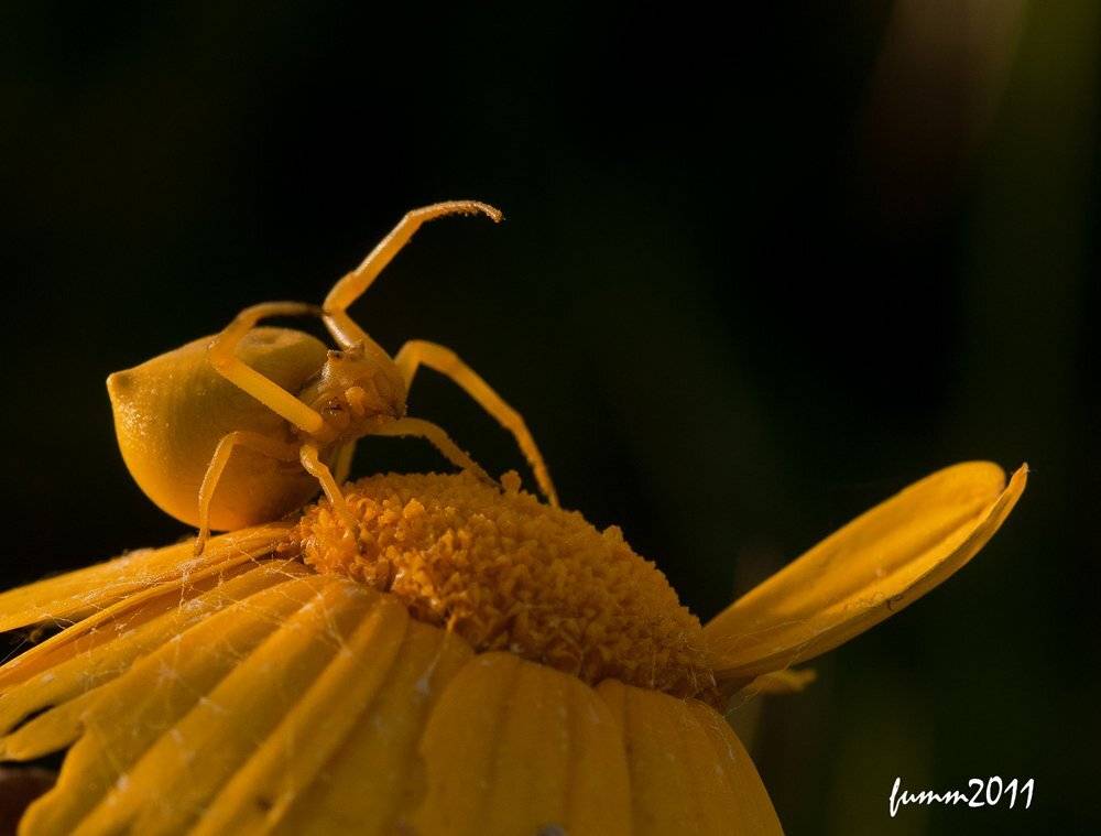 , Игорь ФУММ