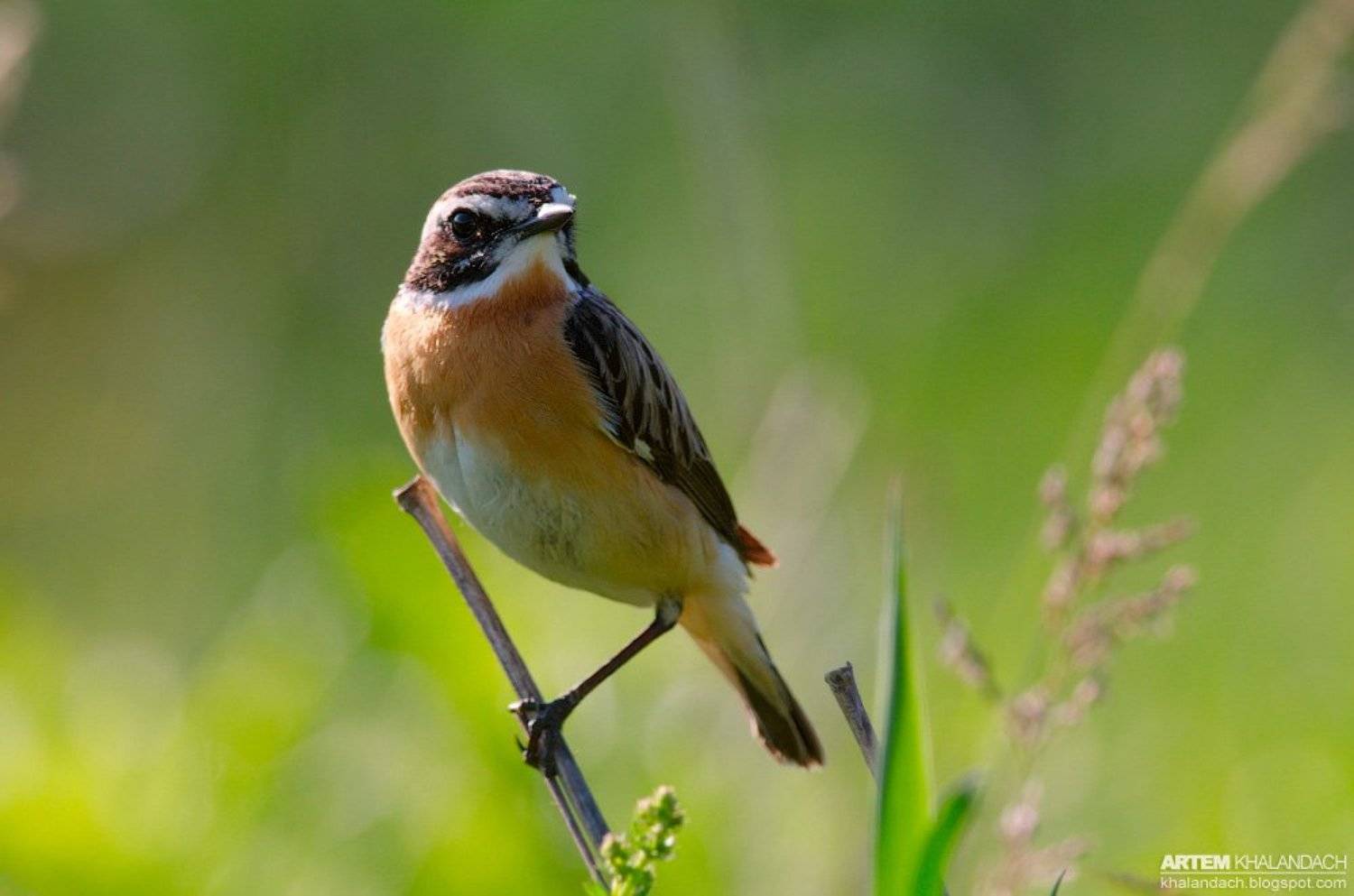 луговой чекан, беларусь., Артем Халандач