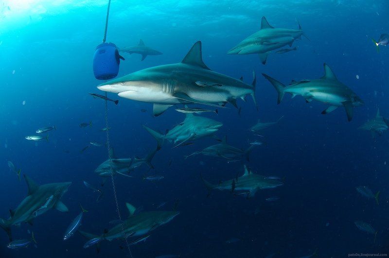 классическая открытка с акулами фото превью