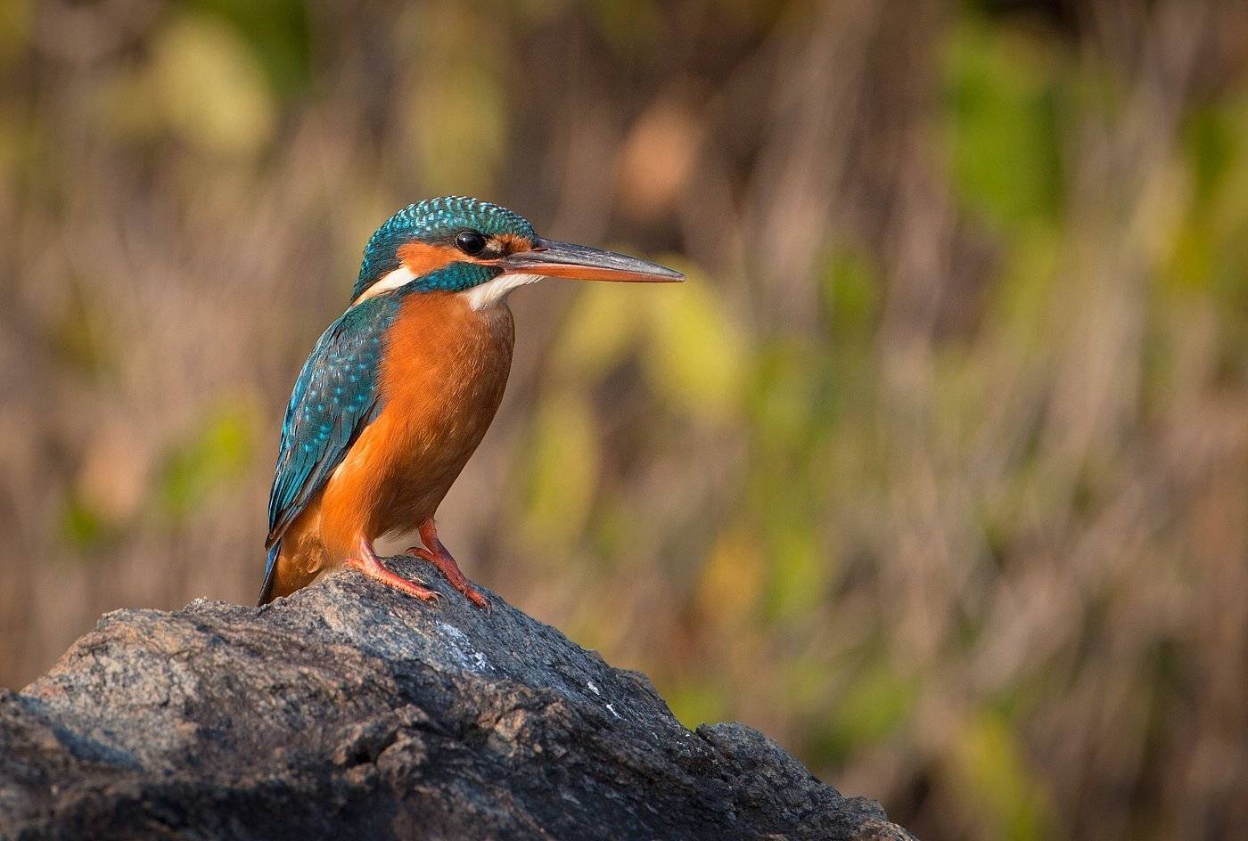 , Андрей Канышев