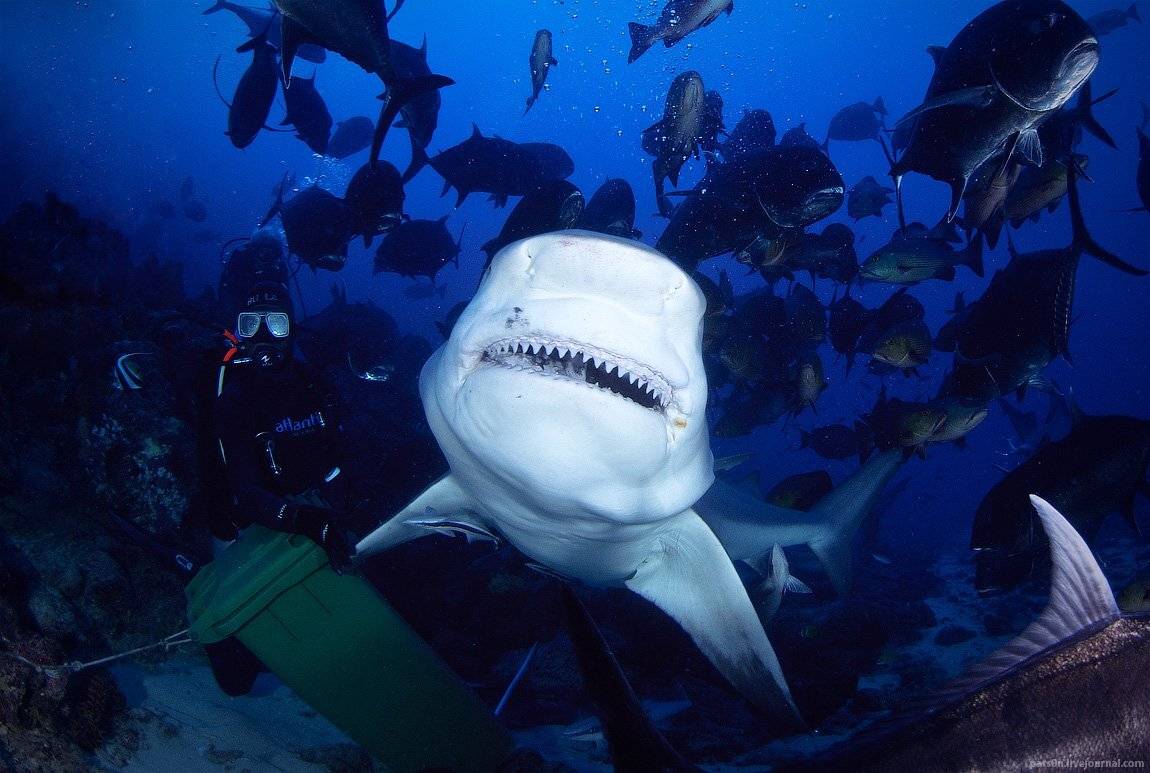 , Александр Сафонов