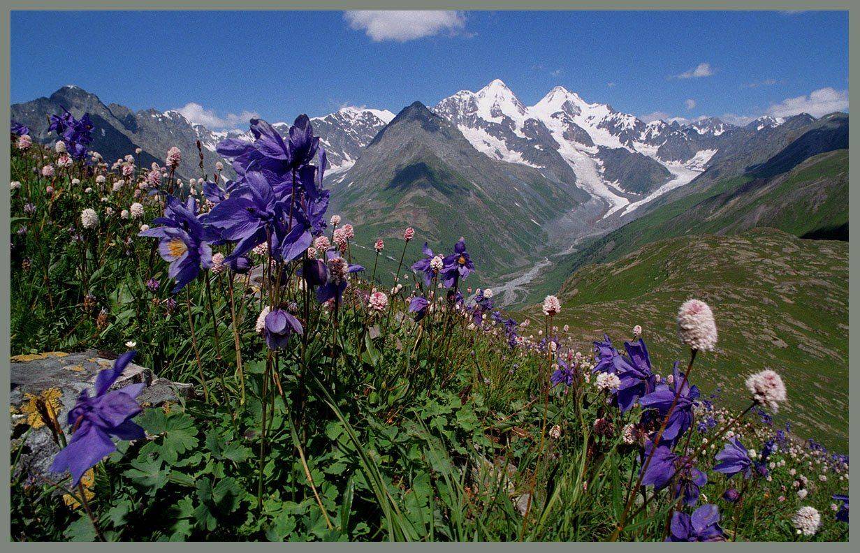 алтай, катунский хр. верховья катуни, г.белуха, цветы, АНАТОЛИЙ ДОВЫДЕНКО