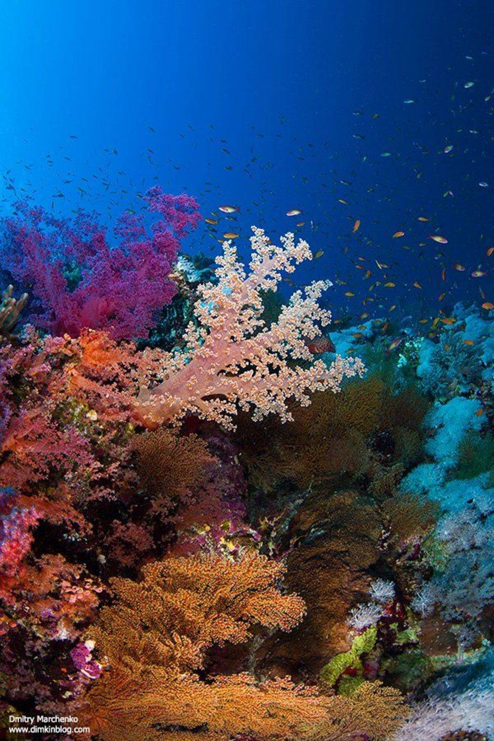 soft corals,мягкие кораллы,кораллы,underwater, Дмитрий Марченко