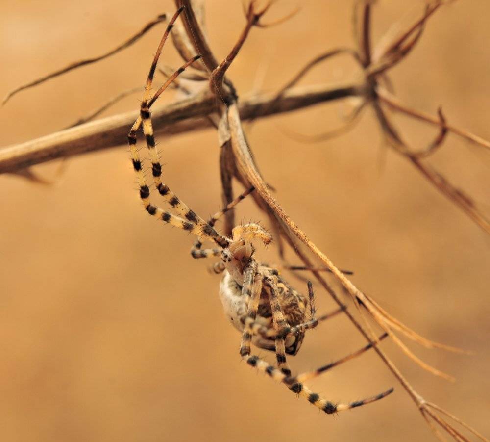 , Игорь ФУММ