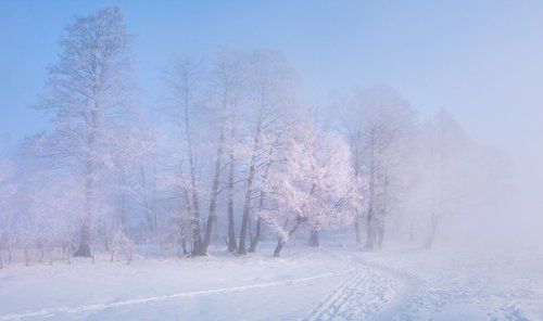 Снежный сад