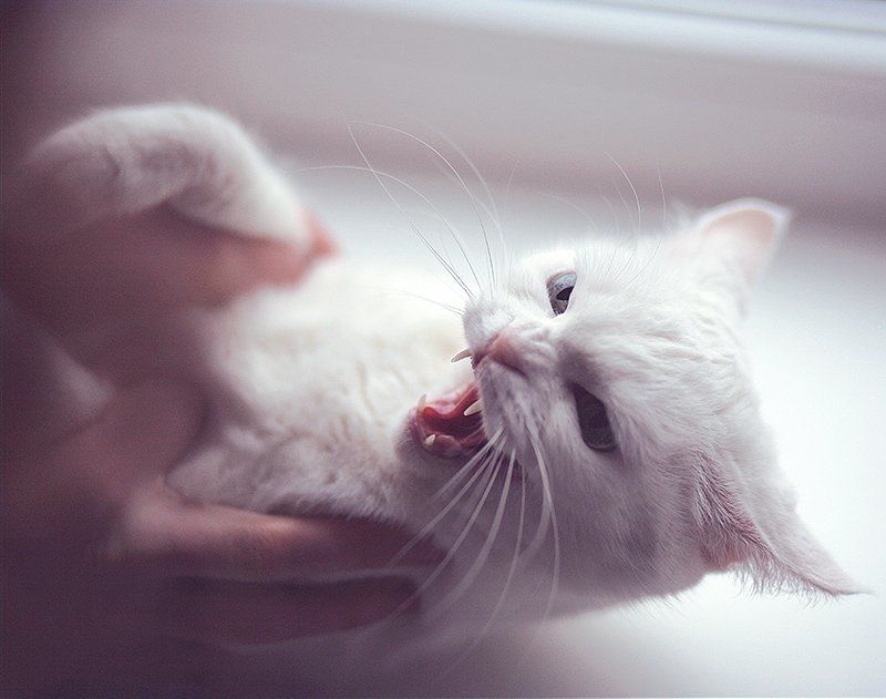 А л и с а фото превью