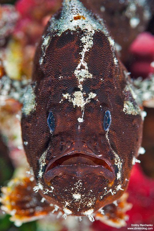 рыба лягушка, лягушка,frogfish, frog fish, underwater Жаба в анфас. фото превью