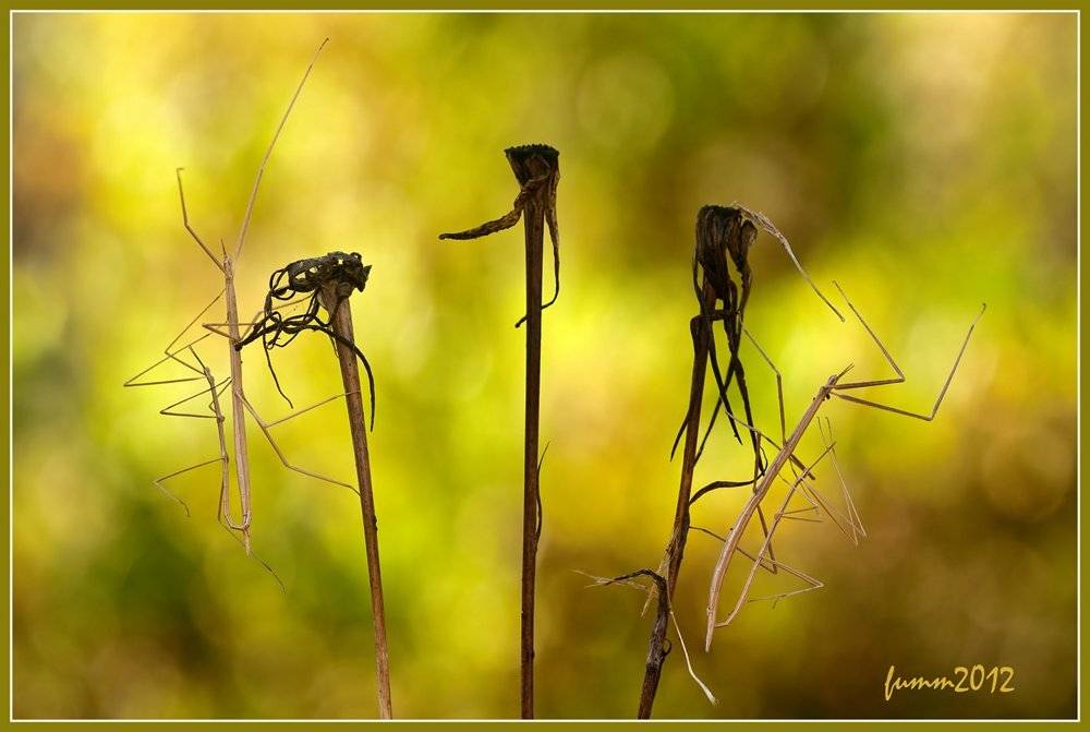 , Игорь ФУММ