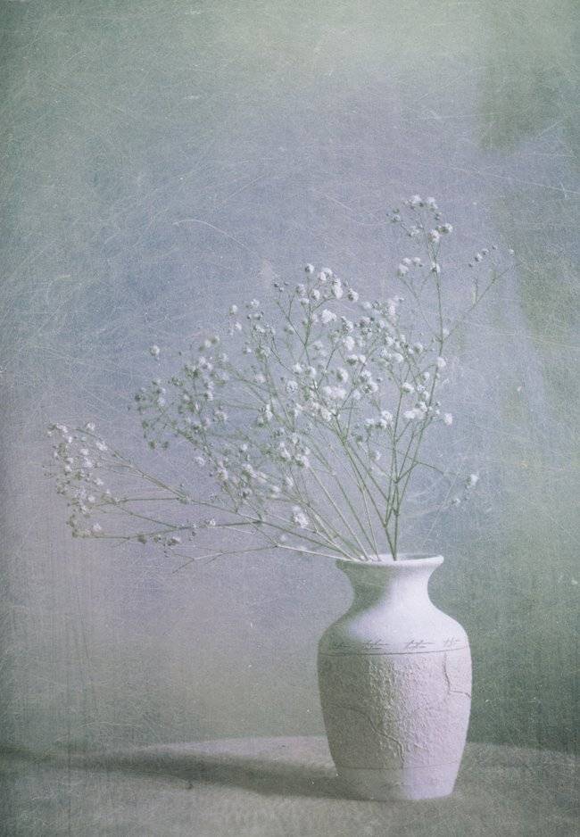 гипсофила, Юлия *