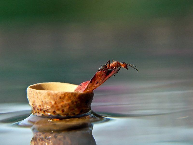 муравей, , плот. На маленьком плоту сквозь бури, дождь и грозы. фото превью