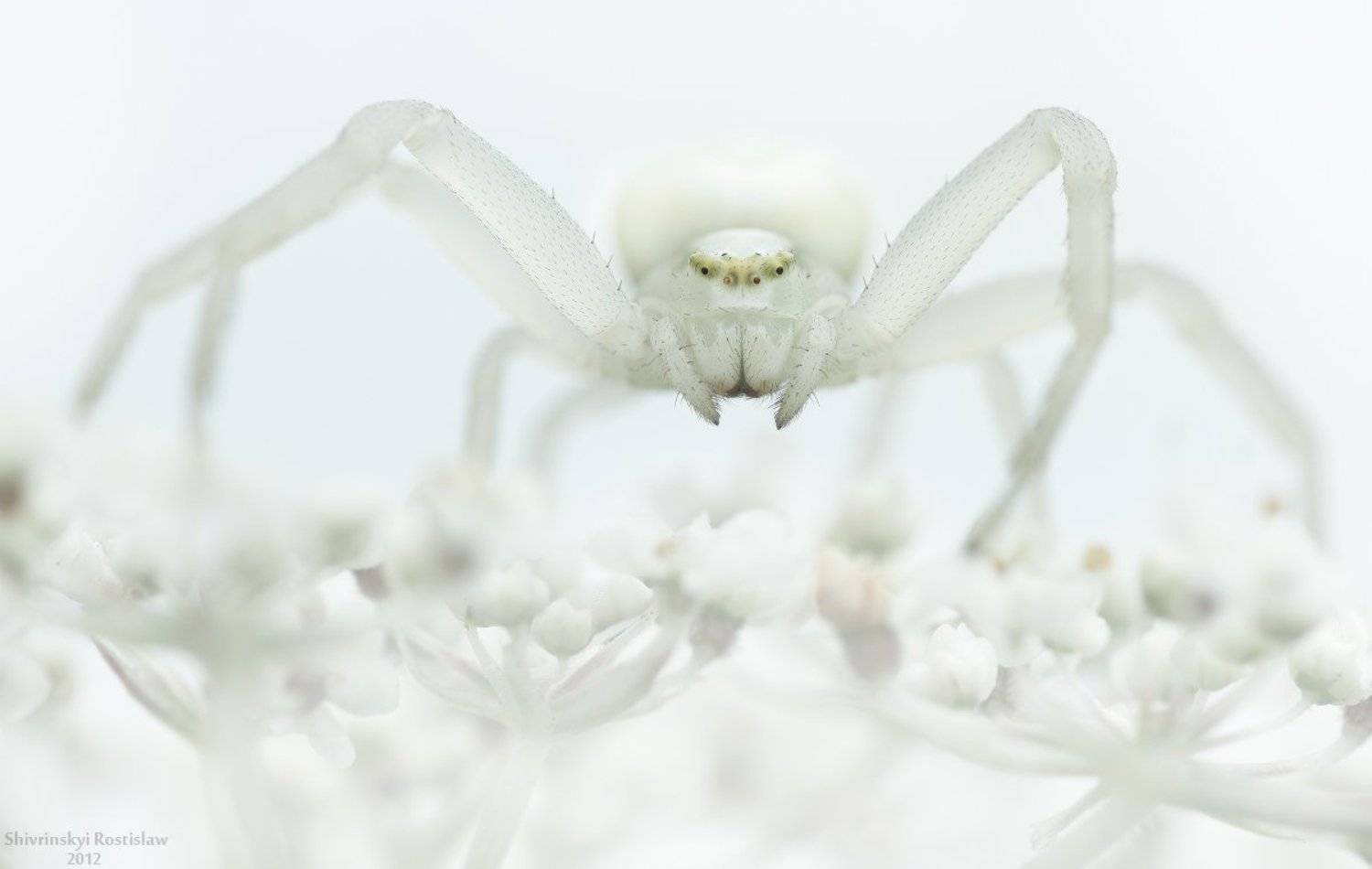 ростислав, макро, 100мм, Шивринский Ростислав