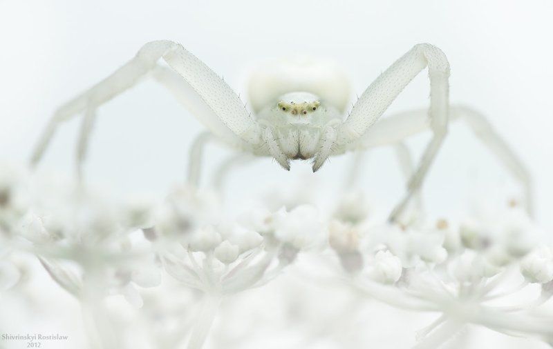 ростислав, макро, 100мм Снежная королева фото превью