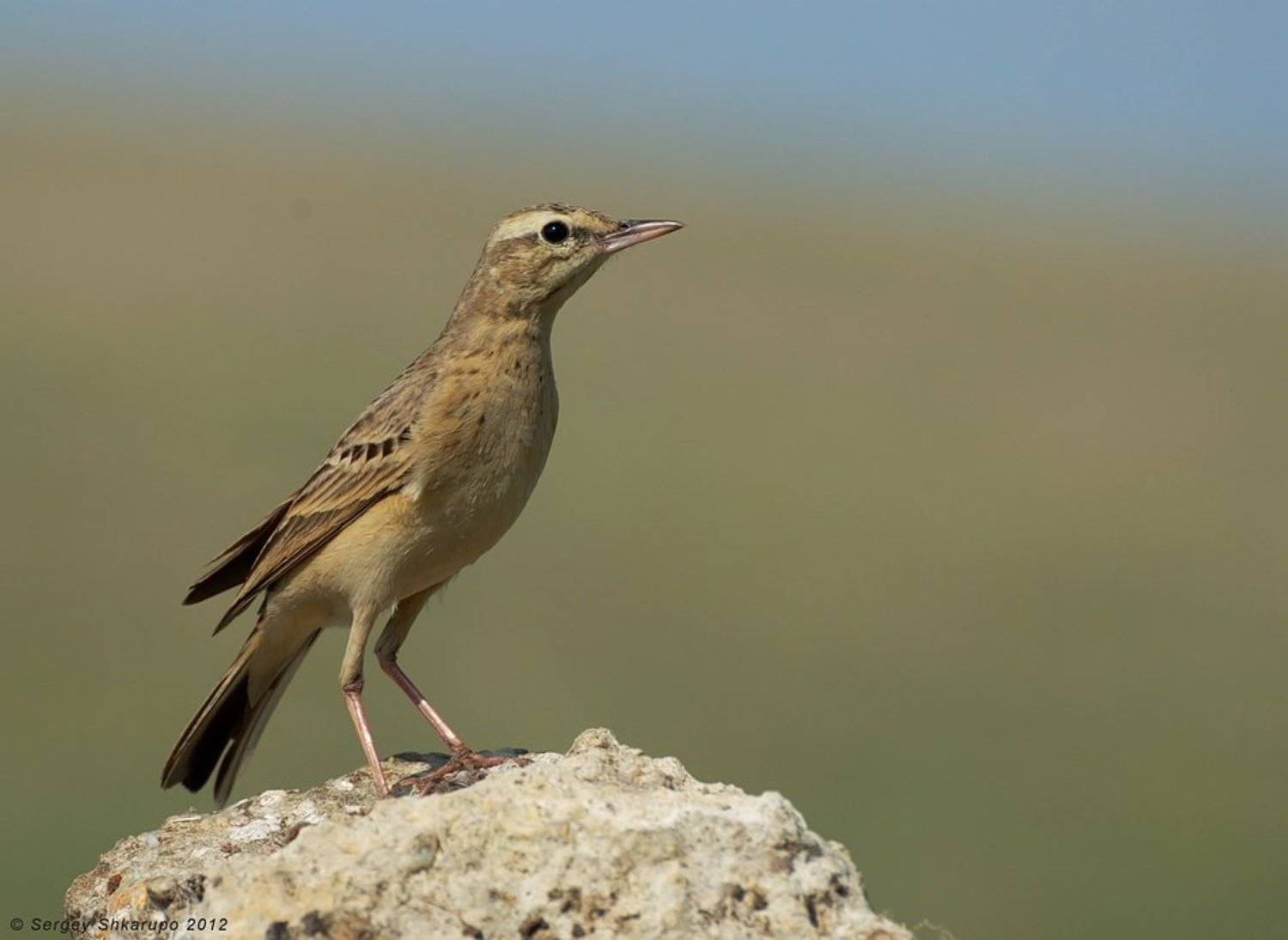 полевой конек, птицы, крым, birds, wildlife, фотоохота, Сергей Шкарупо