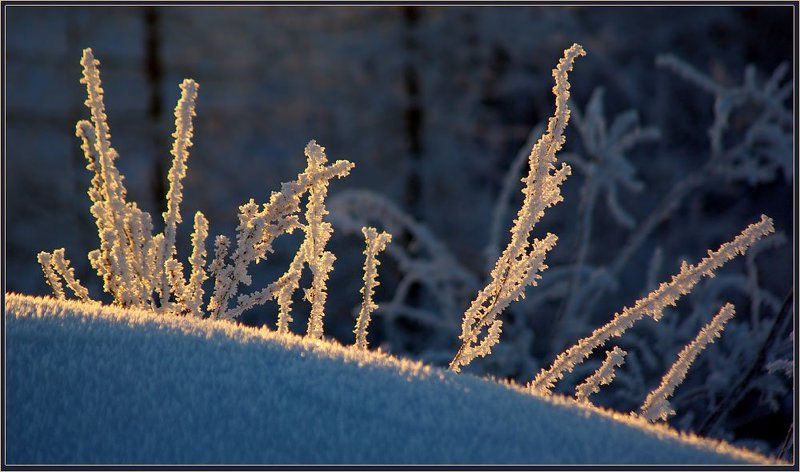 травинки, иней Иней фото превью