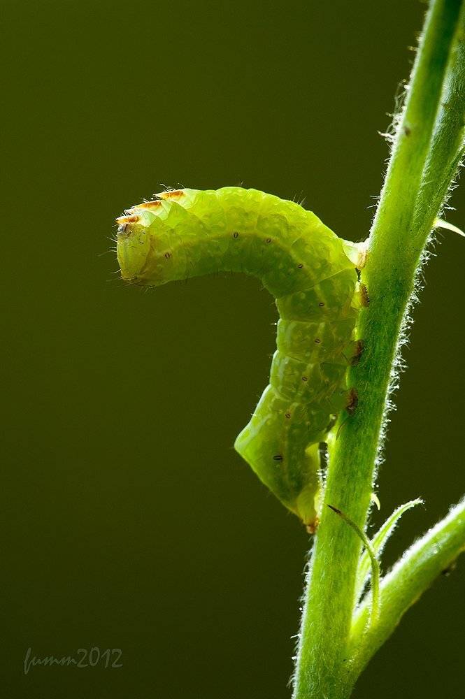 , Игорь ФУММ