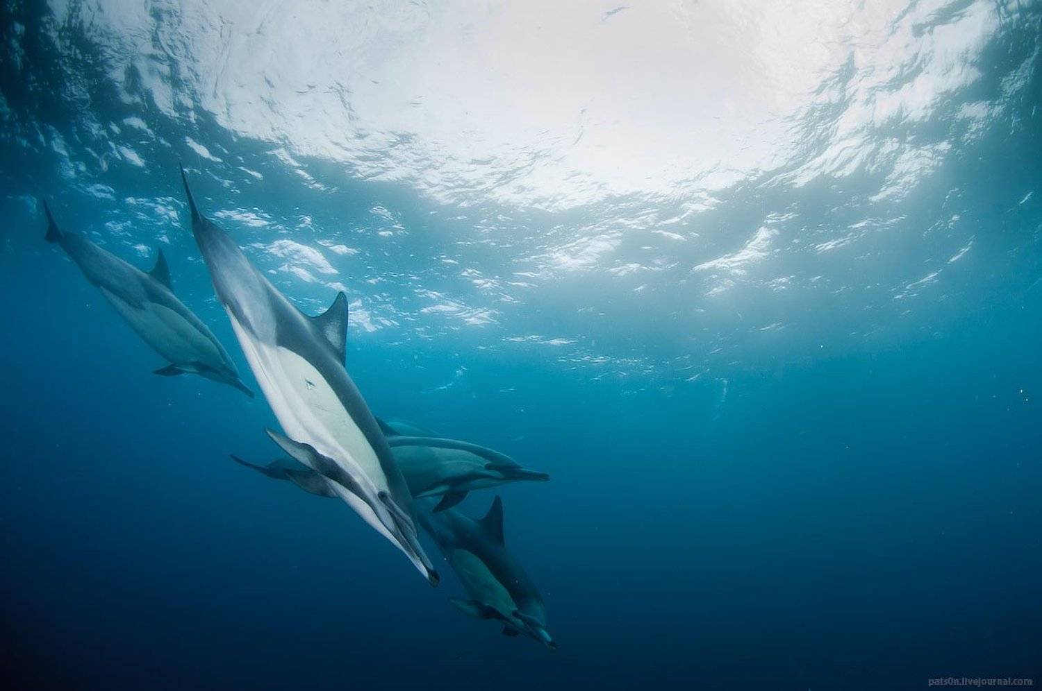 , Александр Сафонов