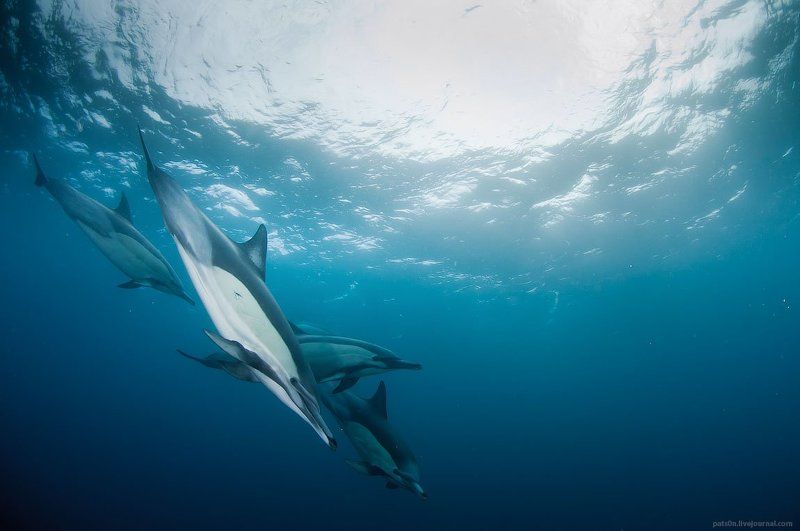 dolphin fantasy фото превью