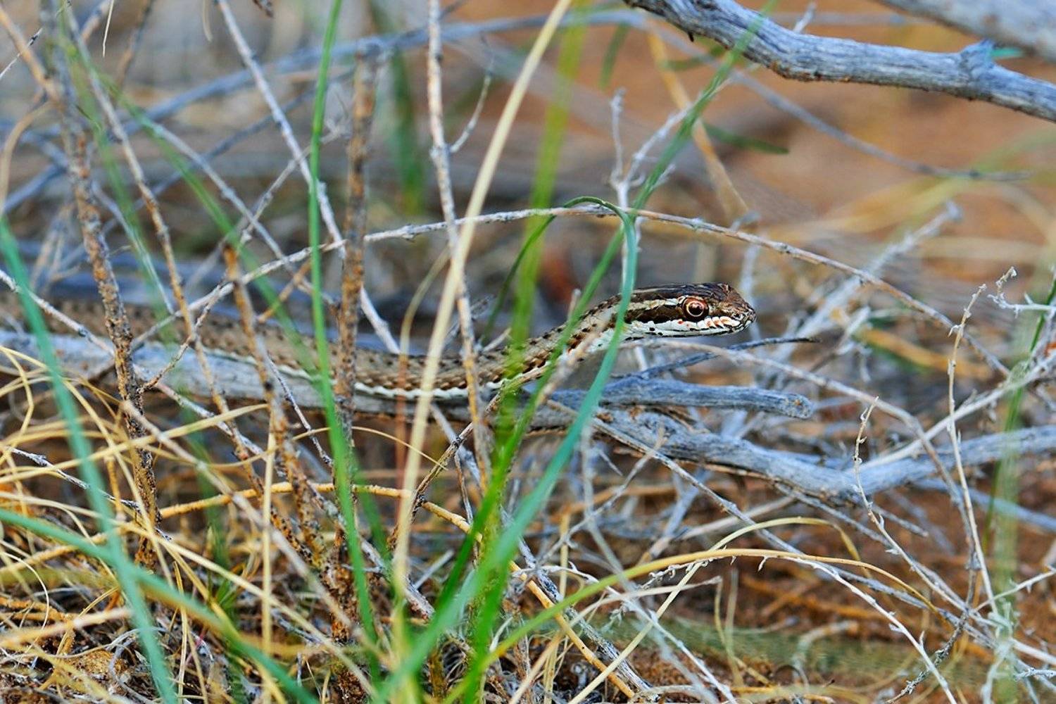 nikon, d7000, kazakhstan, psammophis lineolatus, змея-стрела, природа, казахстан, змея, wildlife, nature, Эдуард Ким