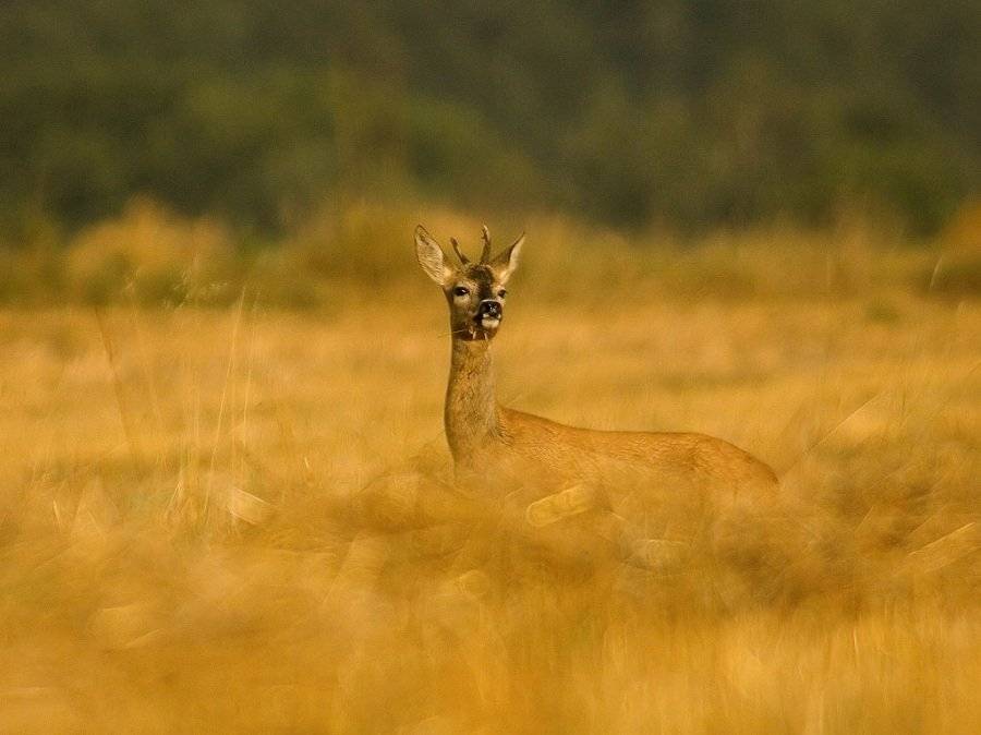 , Janina J?drzejewska-Szombara