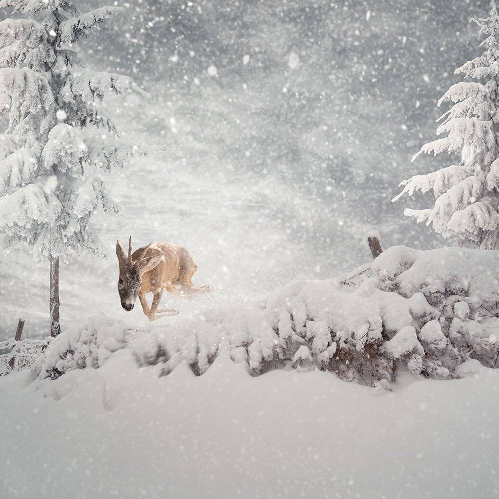 , Caras Ionut