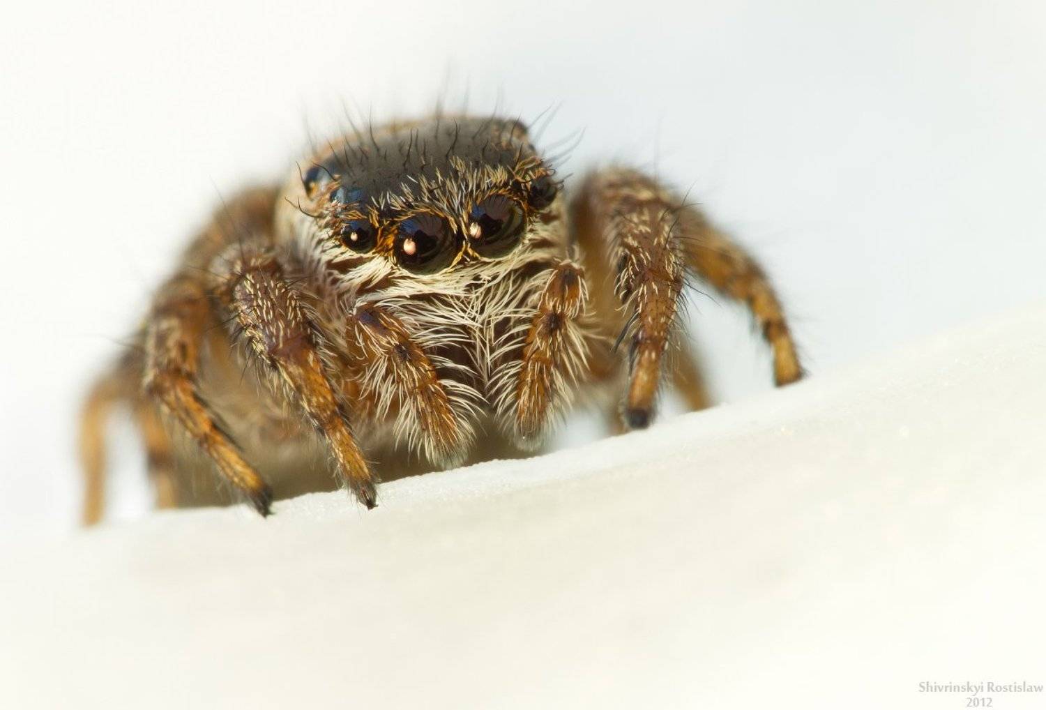 ростислав, макро, 100мм, Шивринский Ростислав