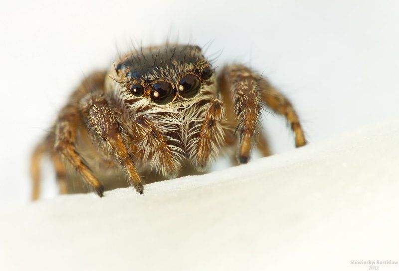 ростислав, макро, 100мм Любопытство фото превью