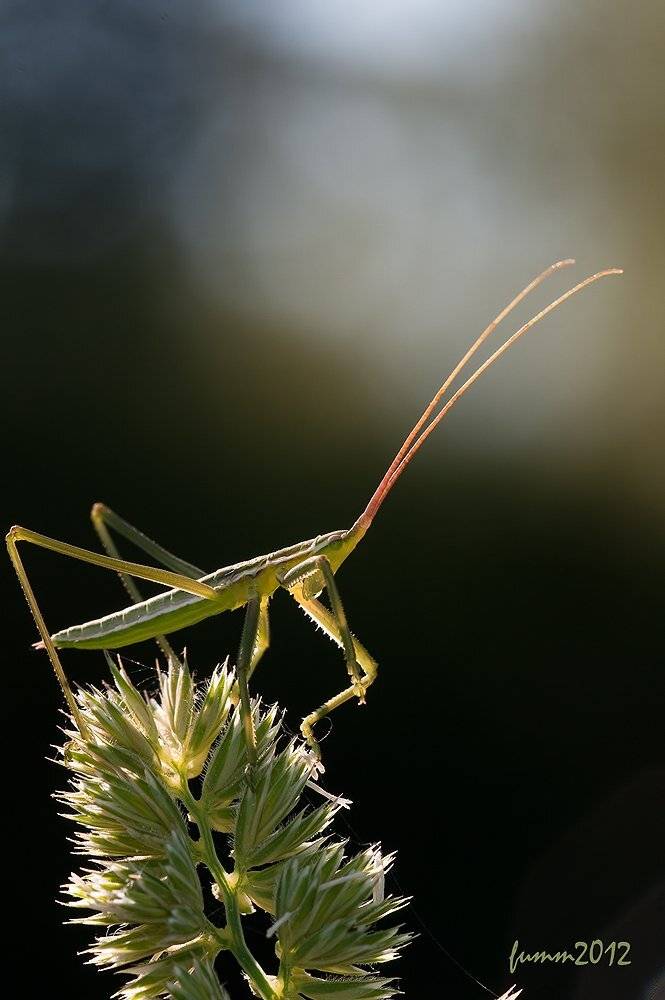 , Игорь ФУММ