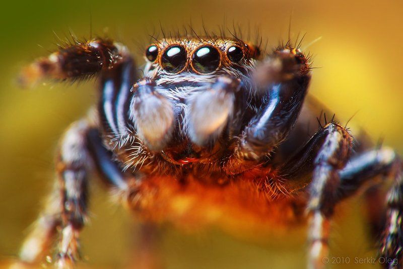jumping spider, macro, close-up, nature, evarcha arcuata, small, cute, eyes, jump, spider, art, ukraine, chernivtsi, oleg serkiz, олег серкиз, макро, паук скакунчик Jump into the sunset фото превью