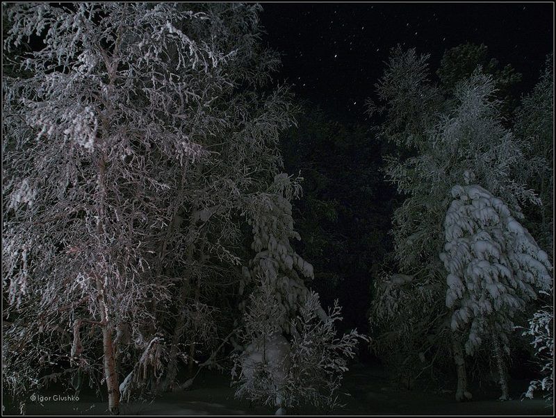 тайга, зима, ночь Таежная зима фото превью