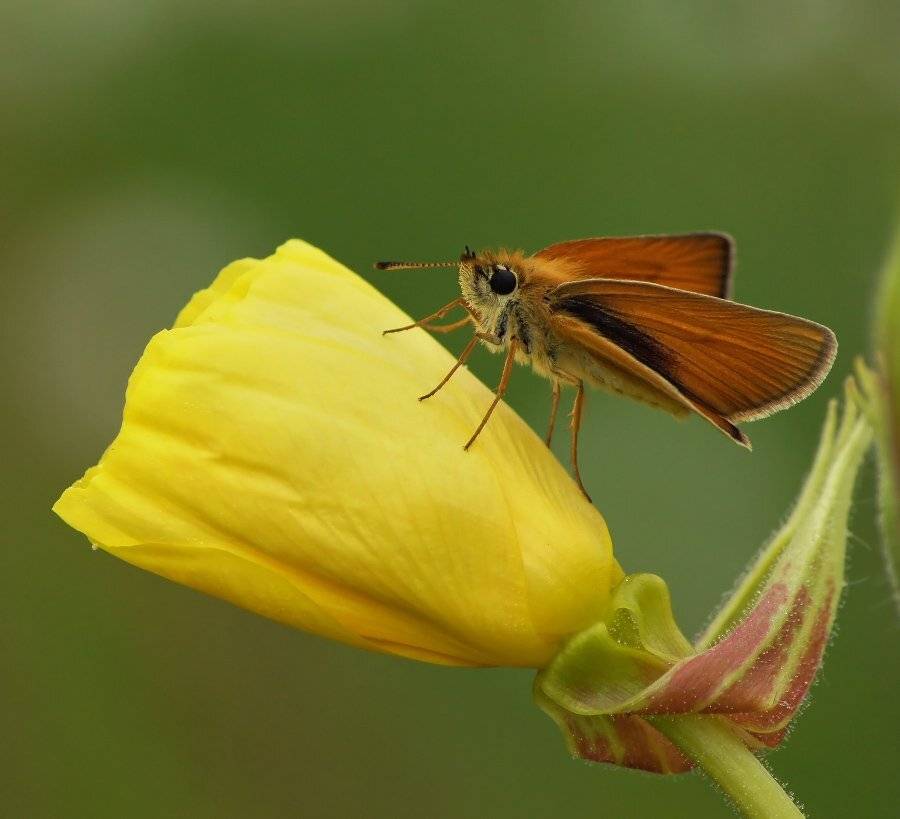 бабочка толстоголовка, ослинник двулетний, Чепленко Алексей