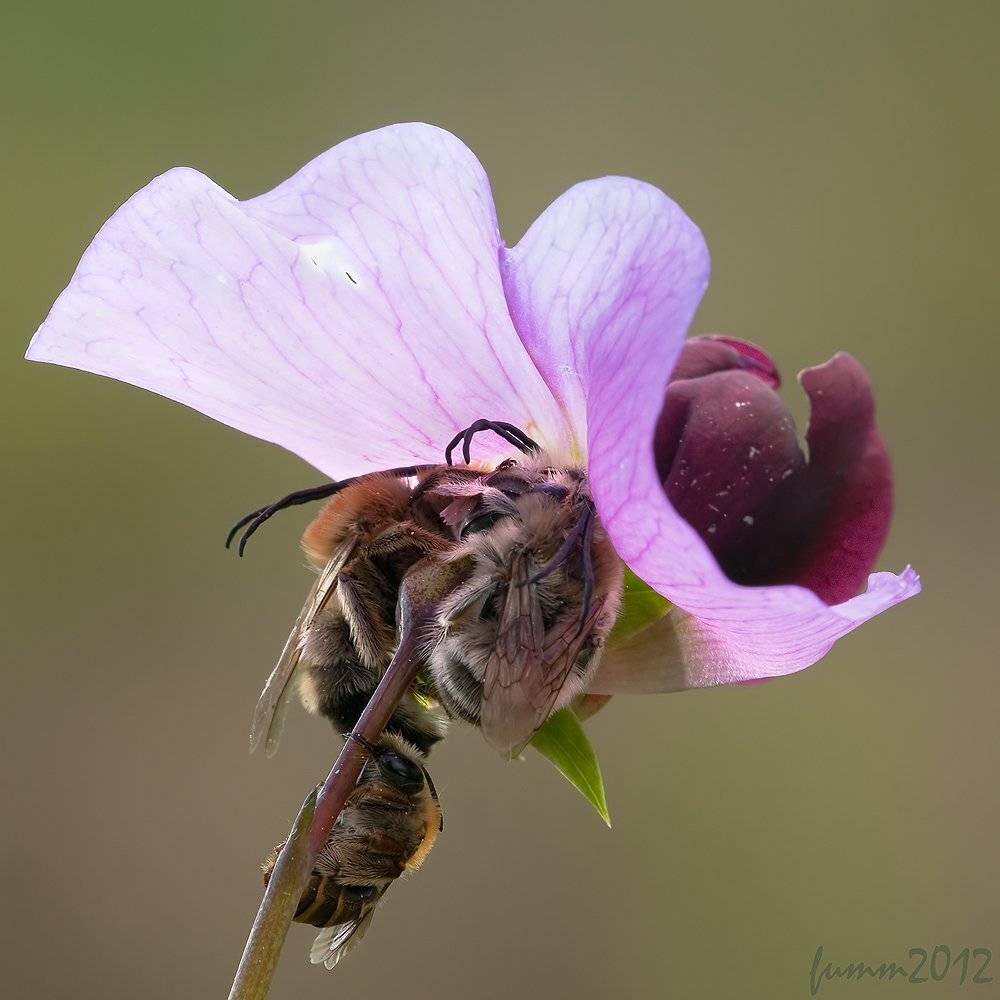 , Игорь ФУММ