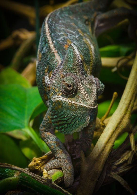 miss фото превью