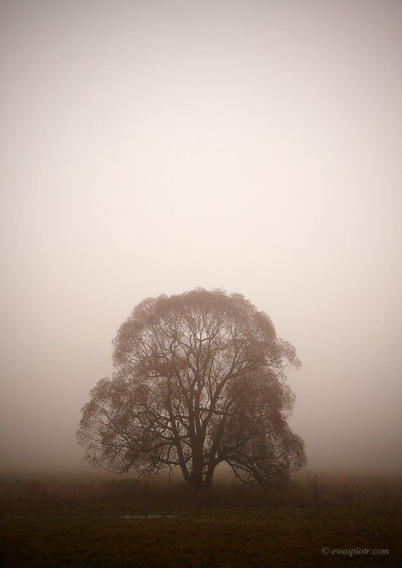 Tree before sunrise фото превью