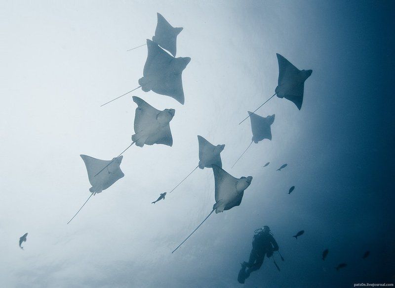 flock of rays фото превью