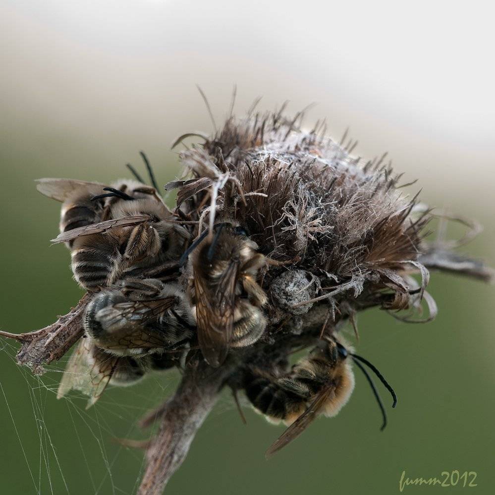 , Игорь ФУММ