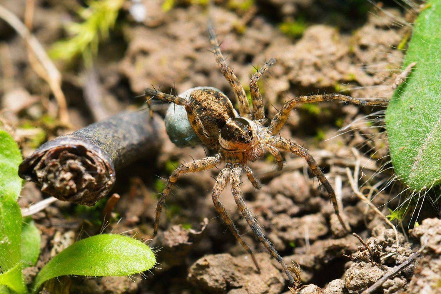 nikon, d7000, close-up, macro, wolf spider, lycosidae, kazakhstan, природа, казахстан, nature, пау-волк, Эдуард Ким