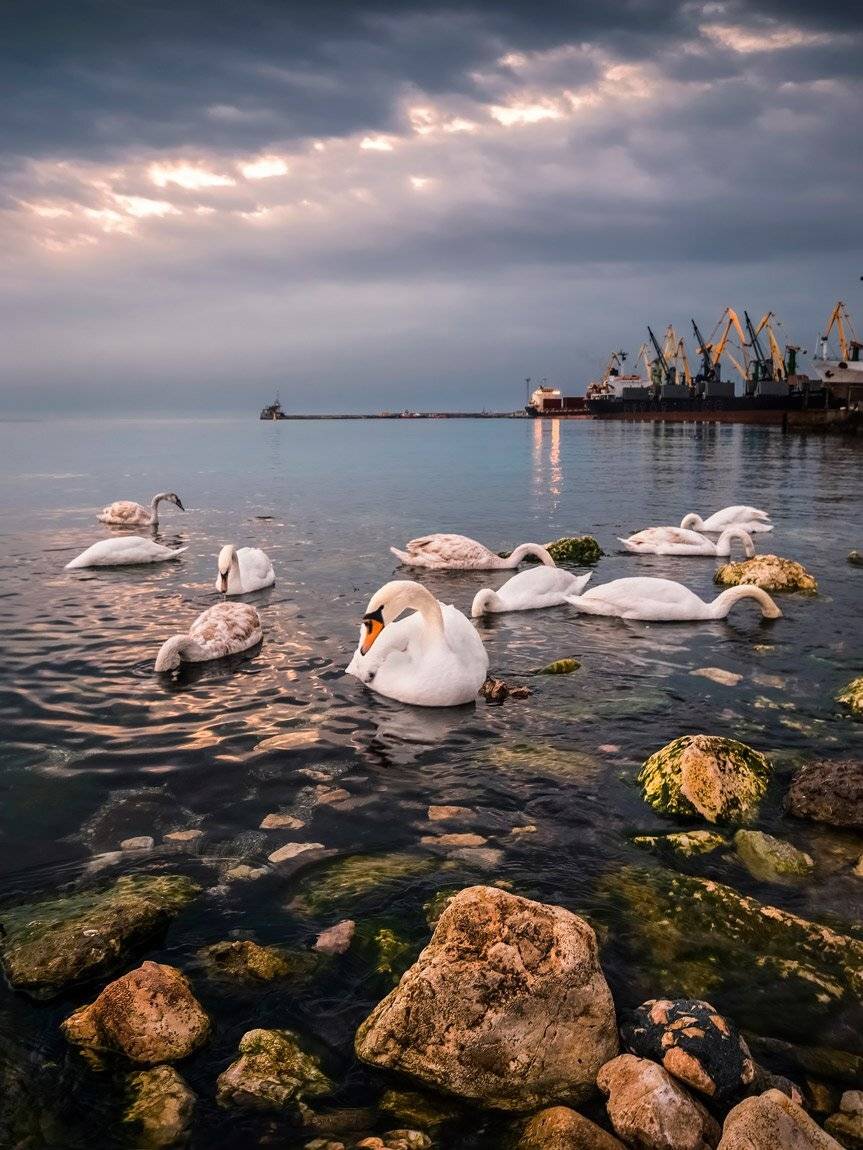 , Маркович Михаил