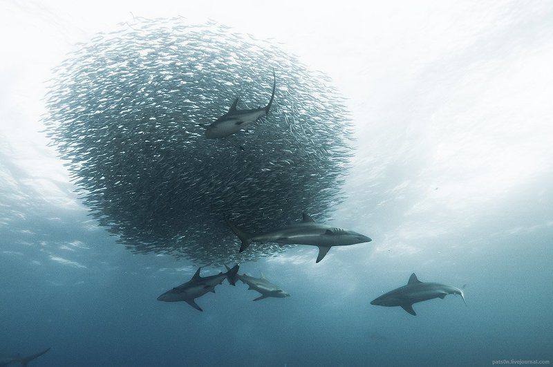 sardine wars ep. IV фото превью