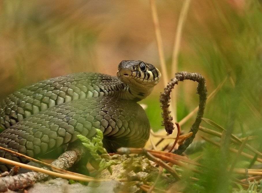 уж, Вячеслав Мищенко