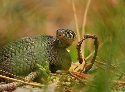 ЛИЦОМ К ЛИЦУ