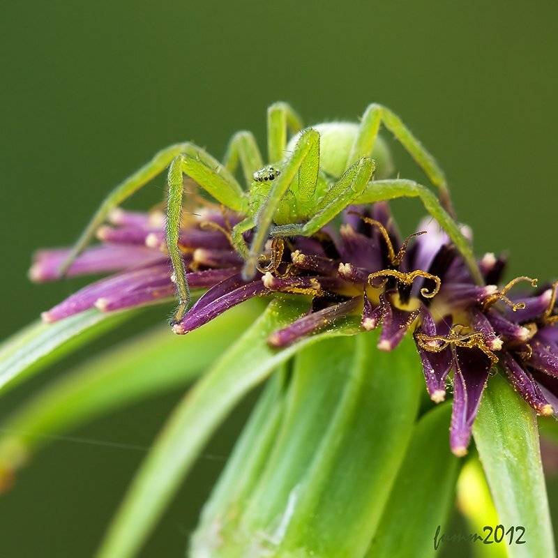 , Игорь ФУММ