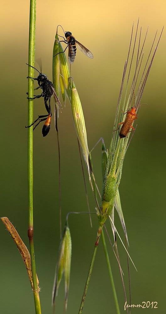 , Игорь ФУММ