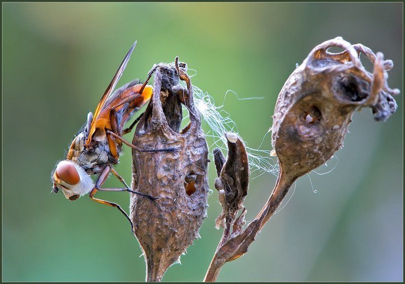 *** фото превью