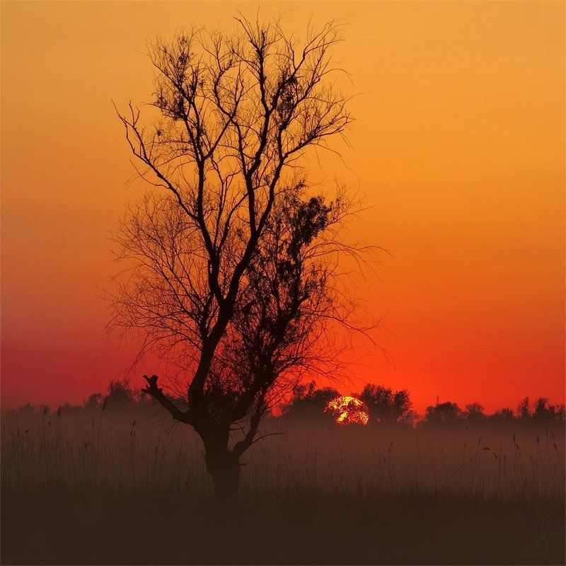 рассвет, солнце, утро, туман Вот и солнце встает... фото превью