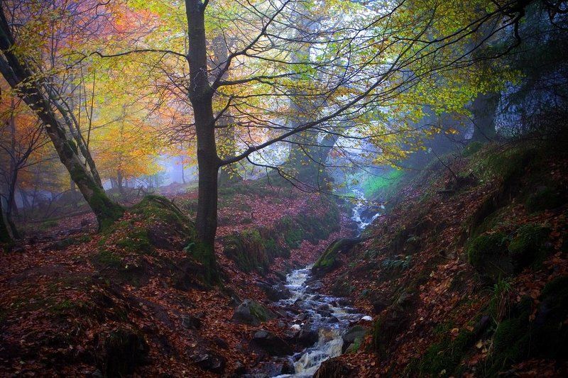 ирландия, туман, лес *** фото превью
