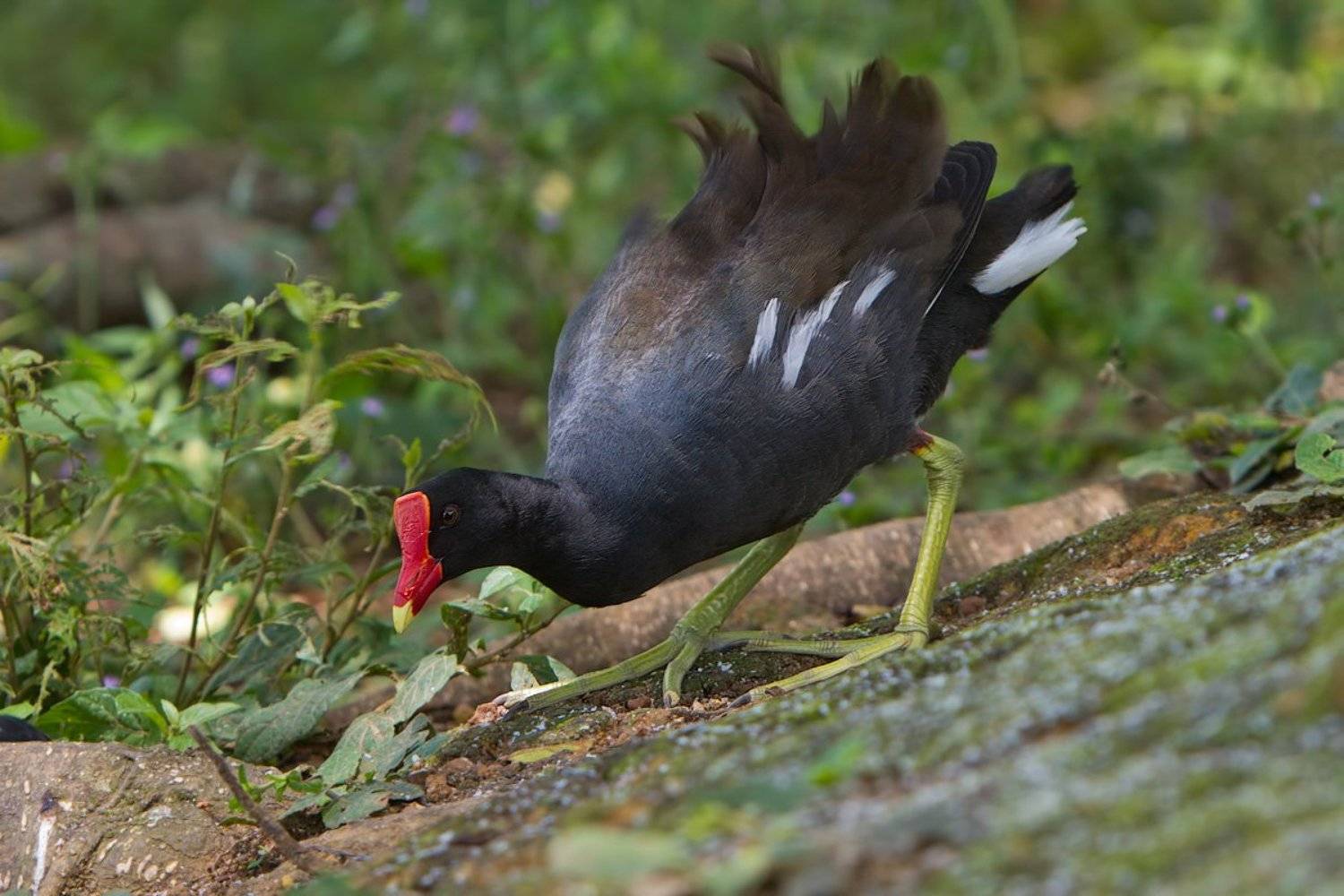 камышница, птицы, бразилия, Елена Давыдова