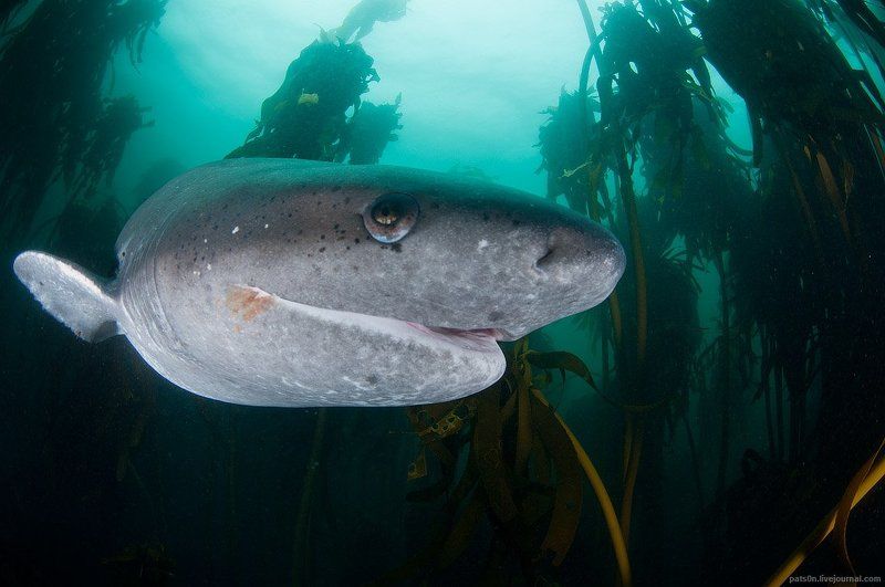 jurassic shark фото превью